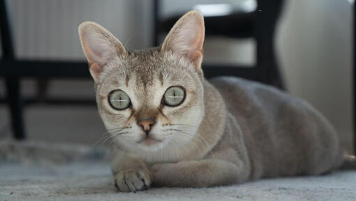 Chat singapura est allongé sur un tapis