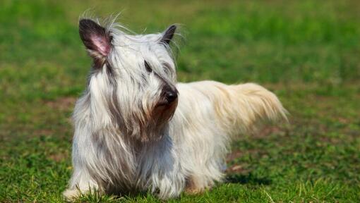 Skye Terrier marchant sur l'herbe