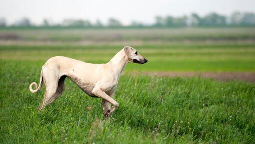 Sloughi speelt in het veld