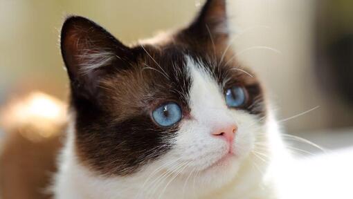 Chat en raquettes aux yeux bleus regarde profondément