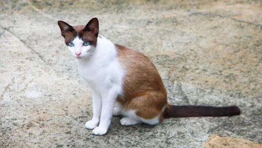 Chat en raquettes marche dans le jardin