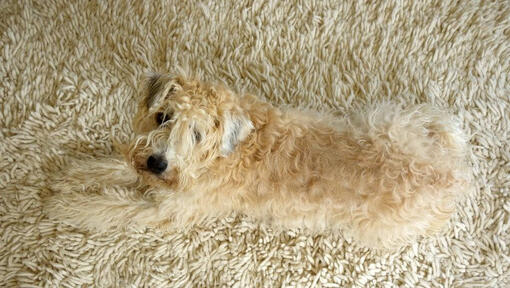 Terrier irlandais à poil doux portant sur le tapis