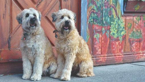 Deux Terriers irlandais à poil doux assis sur le trottoir