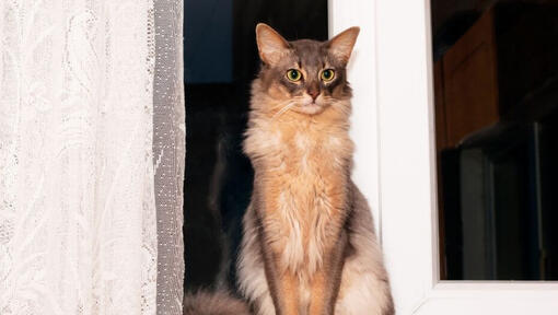 Somalische kat staat in de buurt van raam