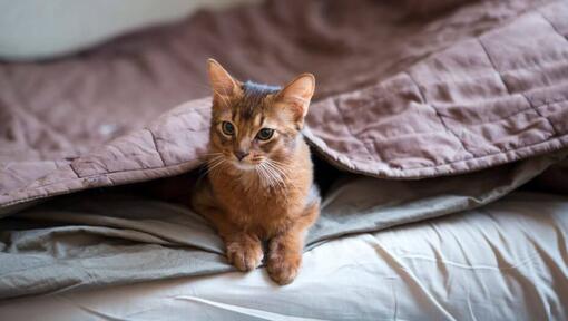 Somalische kat ligt onder een deken