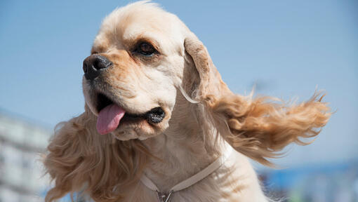 Cocker Spaniel américain avec la langue qui sort