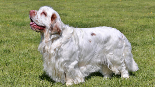 Lichtgekleurde spaniel staande op het gras