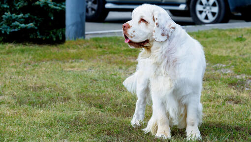 Clumber Spaniel de couleur claire debout sur l'herbe