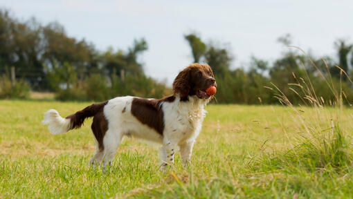 Springer Spaniel tenant une balle