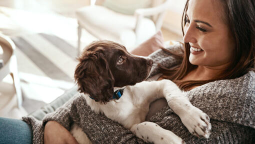 Vrouw met Engelse Springer Spaniel puppy