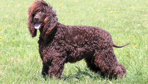 Ierse Water Spaniel staande op de grond