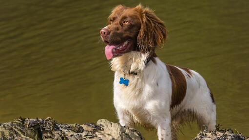 Spaniel die (Welsh Springer) zich dichtbij het water bevindt