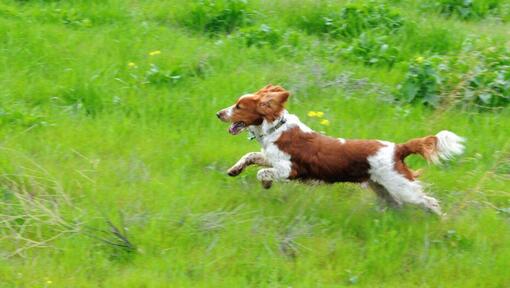 Spaniel (Welsh Springer) loopt op veld met gras
