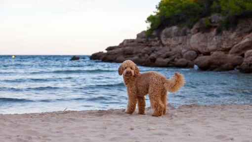 Hond staande op de kust