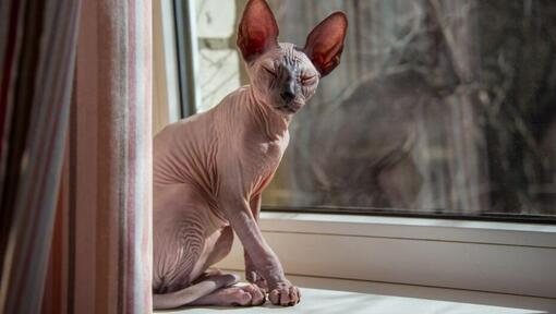 Sphynx-kat staat op een vensterbank
