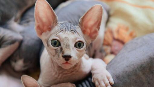 Les chats Sphynx font une sieste sur le canapé