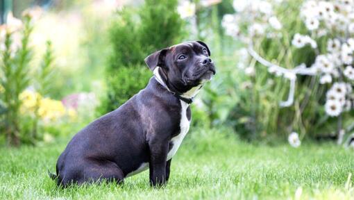 Staffordshire Bull Terrier assis sur l'herbe