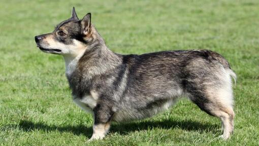 Vallhund suédois debout sur l'herbe