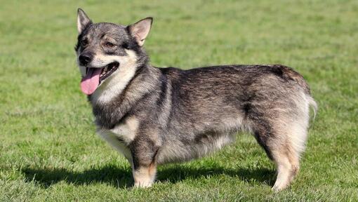 Suédois Vallhund debout sur l'herbe et souriant