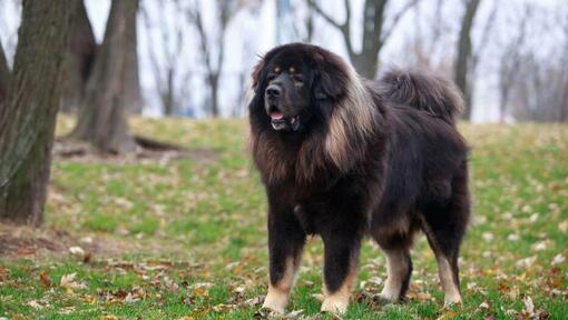 Mastiff tibétain sombre dans la forêt