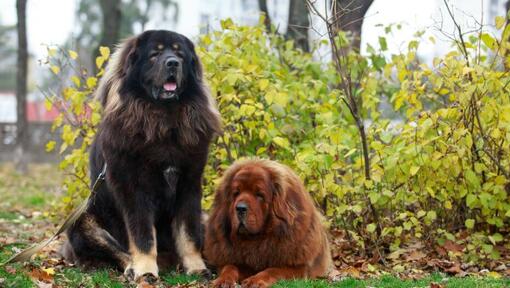 Bruine en zwarte Tibetaanse mastiffs in het park