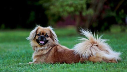 Tibetaanse Spaniel liggend op het gras