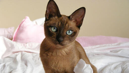 Tonkinese kat zit op bed