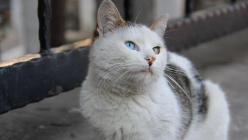 Turkse Van kat zit op balkon