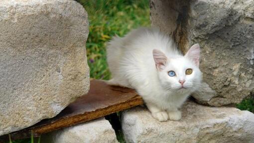 Chat turc Van est assis dans le jardin