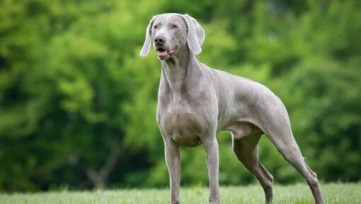 Weimaraner in het bos