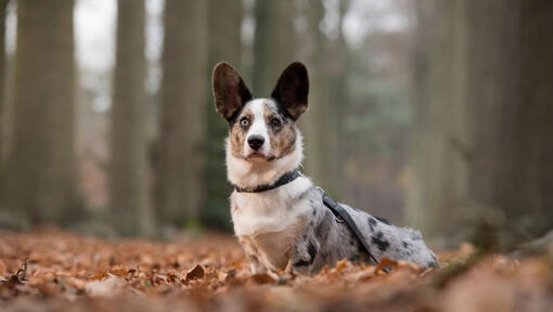 Welsh Corgi debout dans la forêt