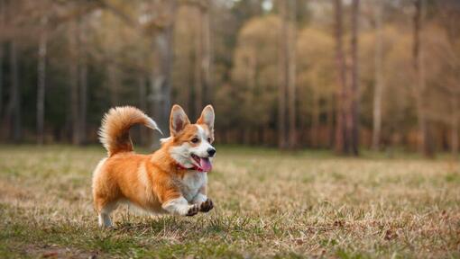 Welsh Corgi fonctionnant dans le bois