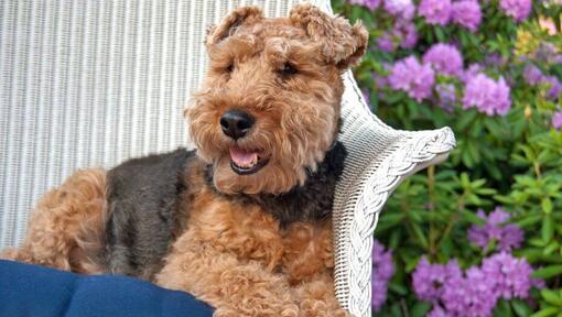 Welsh Terrier die op een stoel legt