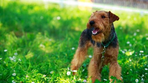 Welsh Terrier staande op het veld met groen gras