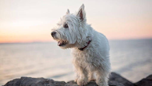 West Highland White Terrier zittend aan het water