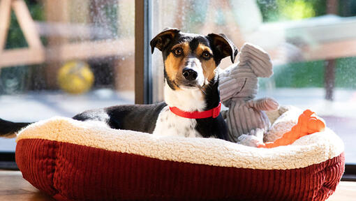 Chien avec collier rouge couché