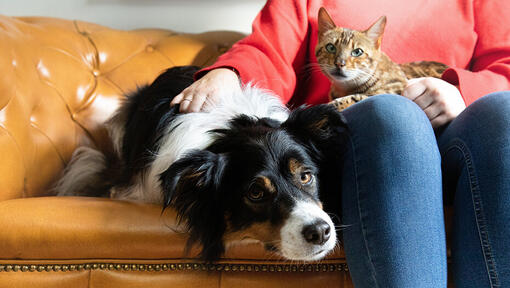 chat et chien ensemble sur canapé