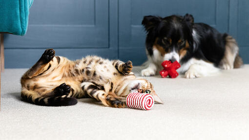 Chien et chat jouant