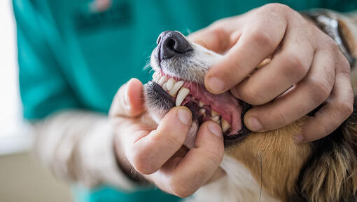 hond krijgt tandcontrole