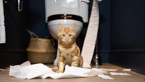 chaton assis devant les toilettes