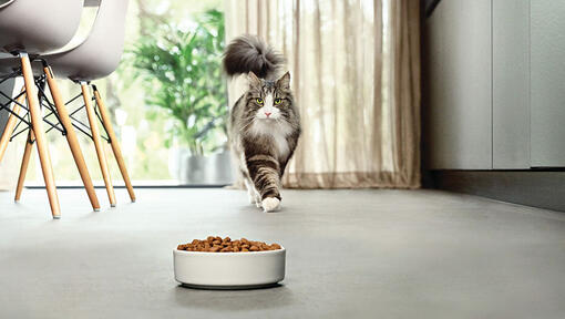 Chat s'approchant d'un bol de nourriture dans une cuisine moderne