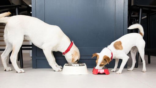 Honden die uit kommen eten