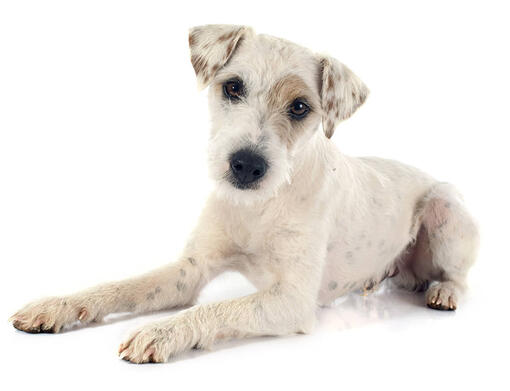 Jack Russel