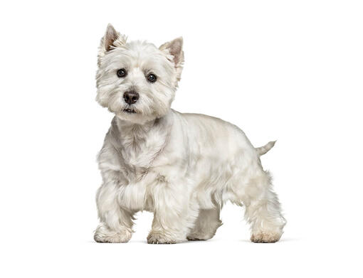 West highland white terriër