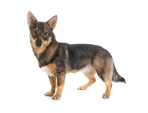Vallhund
