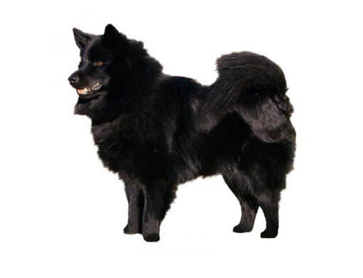 Zweedse lappenhond