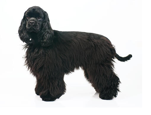 Cocker Spaniel américain