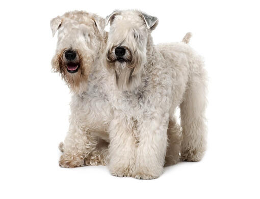 Wheatenterriër