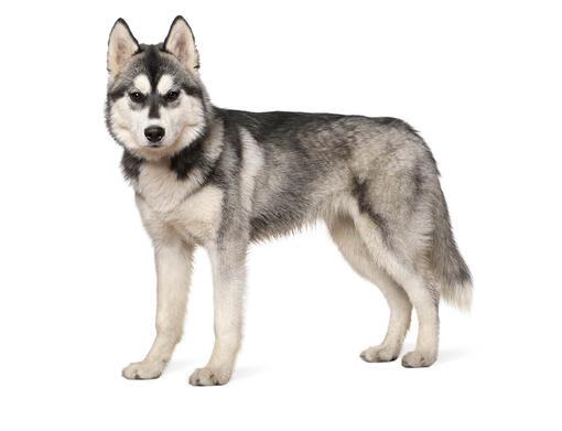 Husky sibérien
