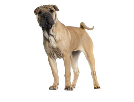 Shar-pei